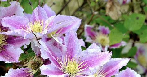 Hoe en wanneer moet je de clematis sn.